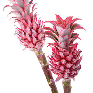 Ananas Large Pineapples