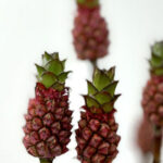 Ananas Mini Pineapples