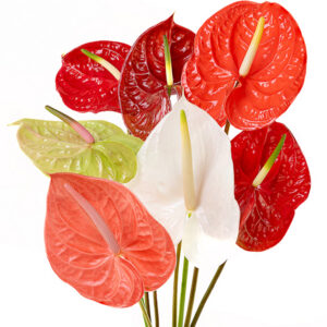 Anthuriums Assorted L 20