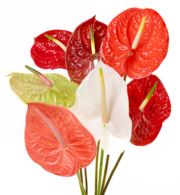 Anth Assorted Anthuriums Assorted L 32