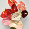 Anthuriums Assorted M Size