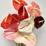 Anthuriums Assorted L 32