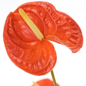 Anthuriums Orange XL 24