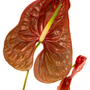 Anthuriums Chocolate L 32