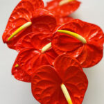 Anthuriums Orange M 30