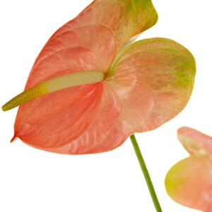 Anthuriums Peach Obake L 20
