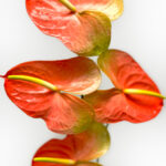 Anthuriums Peach Obake L 20