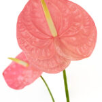 Anthuriums Pink Rosa XL 24