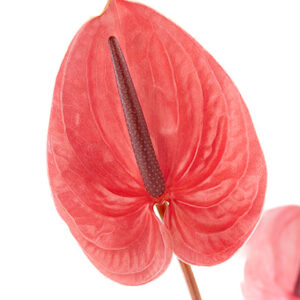 Anthuriums Scorpion Pink M 30