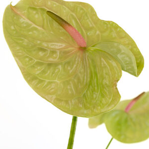 Anthuriums Green Pistache M 40