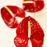 Anthuriums Red L 32