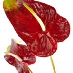 Anthuriums Red Obake L 20