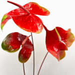 Anthuriums Red Obake L 20