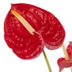 Anthuriums Red S 50