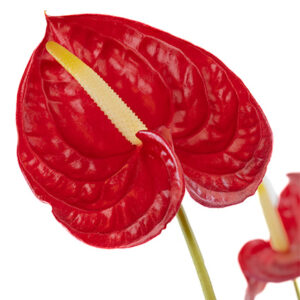 Anthuriums Red M 30