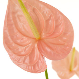 Anthuriums Peach L 20
