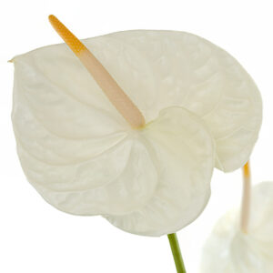 Anthuriums White L 32
