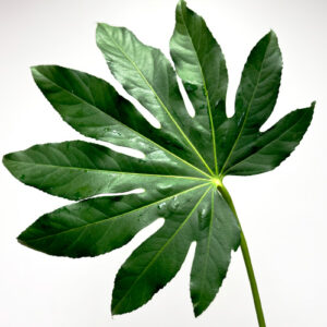 Aralia Palms