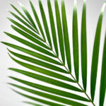 Areca Palm