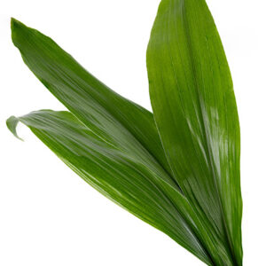 Aspidistra Green
