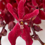 Azimah Renanstylis