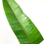 Banana Leaves