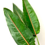 Bird of Paradise Leaves