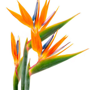 Bird of Paradise