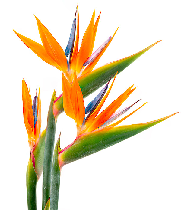 Bird of Paradise Bird of Paradise
