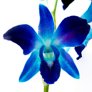 Bom Blue
