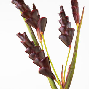 Calathea Lutea Cigar