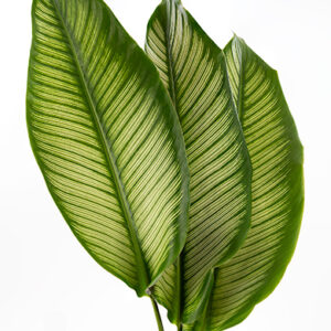 Calathea White Star Leaves