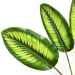 Calathea Wilson Leaves