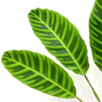 Calathea Zebra Leaves