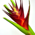 Heliconia Caribaea