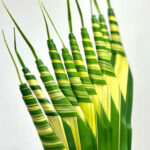 Pandanus Bouquet