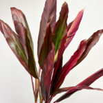 Cordyline Tips Red Sister