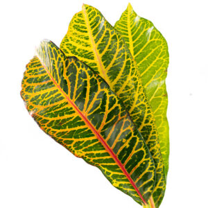 Croton Leaves