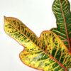 Croton Leaves