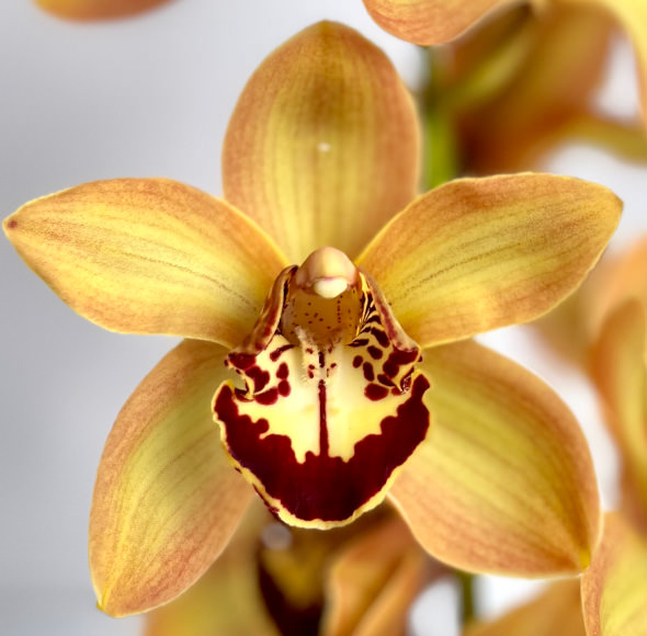 Cymbidiums Charly Brown National Orchids Inc 