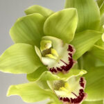 Cymbidiums Green