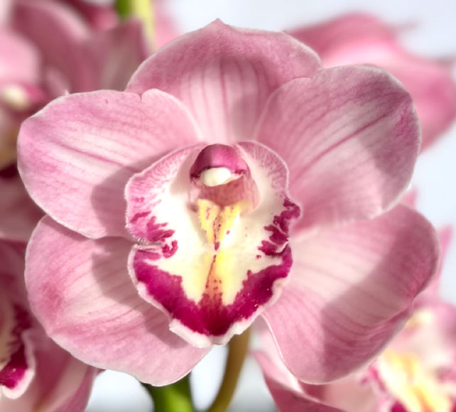 Cymbidiums Pink National Orchids Inc 