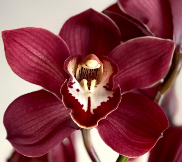 Cymbidiums Red