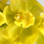 Cymbidiums Yellow