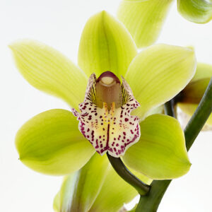 Cymbidiums Green