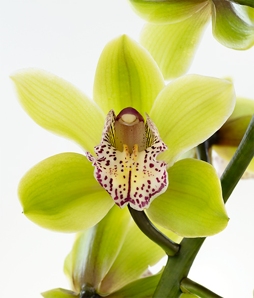 Cymbidium Green Cymbidiums Green