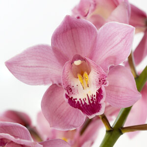 Cymbidiums Pink