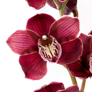 Cymbidiums Red