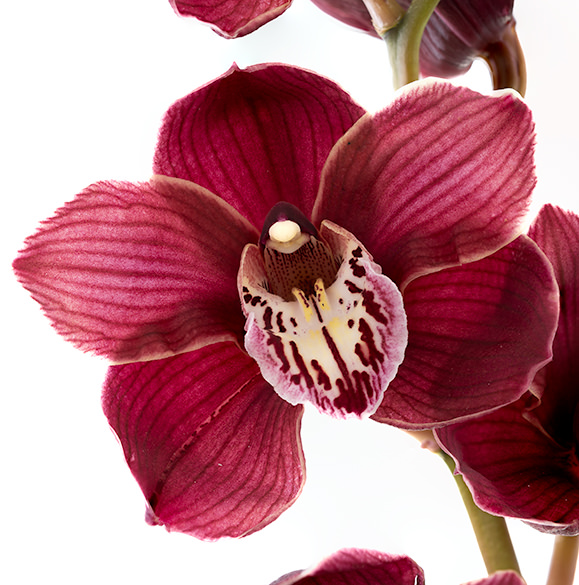 Cymbidium Red1 Cymbidiums Red