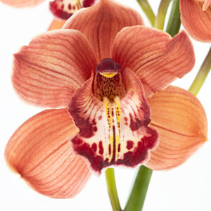 Cymbidiums Brown